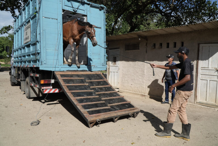 sao-goncalo-abre-edital-de-credenciamento-para-doacao-de-animais-de-grande-porte-apreendidos