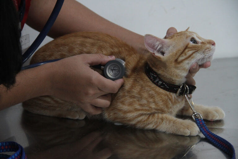 São Gonçalo tem mais de mil vagas para castrações de cães e gatos sao-goncalo-tem-mais-de-mil-vagas-para-castracoes-de-caes-e-gatos