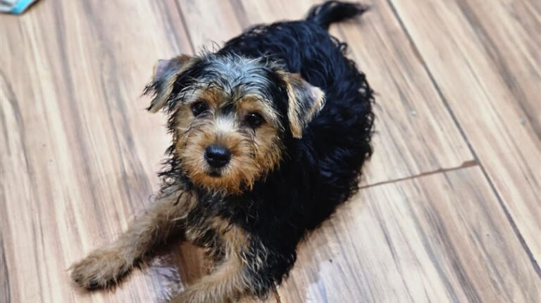 comissao-da-alerj-de-defesa-dos-animais-resgata-11-cachorros-submetidos-a-maus-tratos-em-canil-clandestino