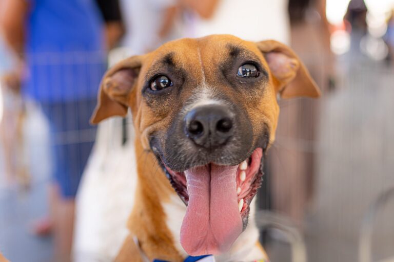 prefeitura-de-marica-realiza-castracao-solidaria-para-caes-e-gatos-neste-sabado-(07/02)