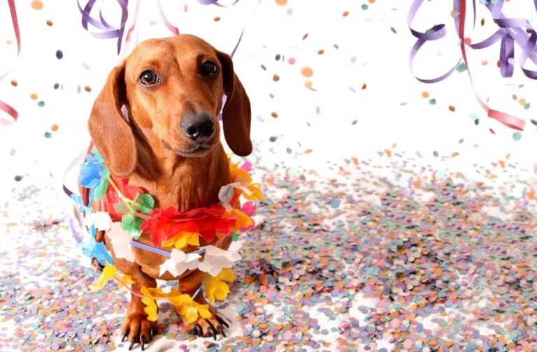 sao-goncalo-shopping-promove-bailinho-pet-com-programacao-especial-para-pets-e-tutores