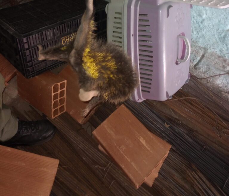 guarda-ambiental-de-niteroi-resgata-ourico-cacheiro-no-bairro-de-itaipu