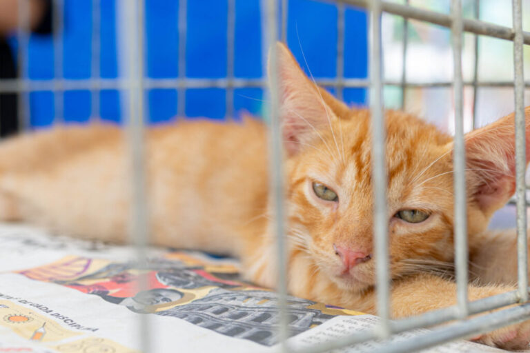 prefeitura-de-marica-promove-adocao-de-caes-e-gatos-em-itaipuacu