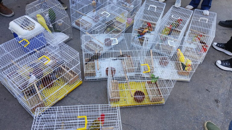 operacao-da-alerj,-ibama,-icmbio-e-governo-resgata-50-animais-sendo-vendidos-ilegalmente-em-feira-de-caxias