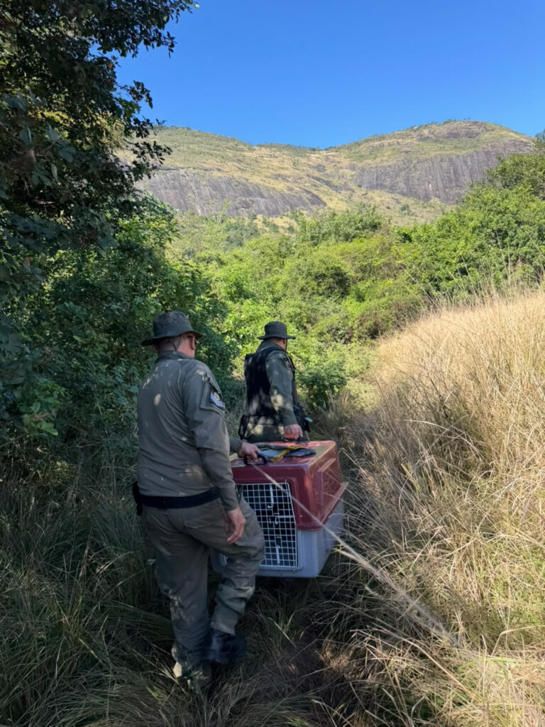 ASAS realiza soltura de fêmea de cachorro-do-mato resgatada em Maria Paula 60 unnamed 2026 07 21T171946.031