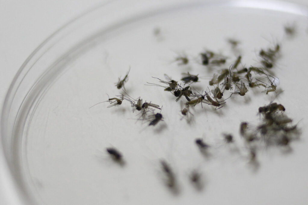Saúde estadual intensifica ações para prevenir transmissão de arboviroses com a chegada do El Niño