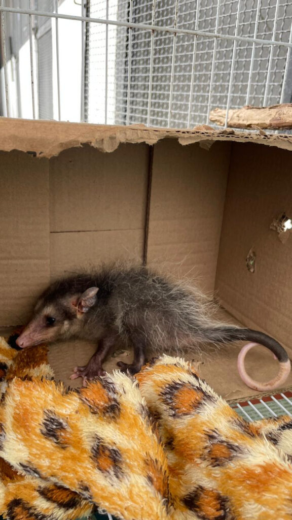 ASAS alcança nova marca: mil animais silvestres atendidos neste ano