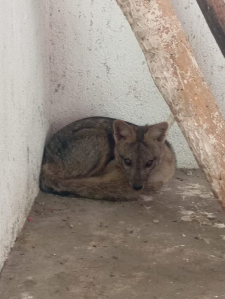 ASAS recebe 122 animais silvestres em julho e reforça atuação na proteção da fauna em São Gonçalo ASAS recebe 122 animais silvestres em julho e reforça atuação na proteção da fauna em São Gonçalo
