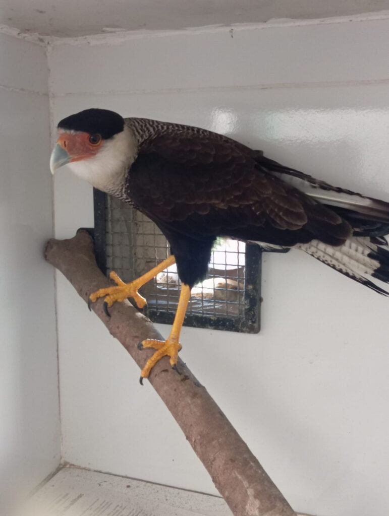 ASAS recebe 122 animais silvestres em julho e reforça atuação na proteção da fauna em São Gonçalo ASAS recebe 122 animais silvestres em julho e reforça atuação na proteção da fauna em São Gonçalo