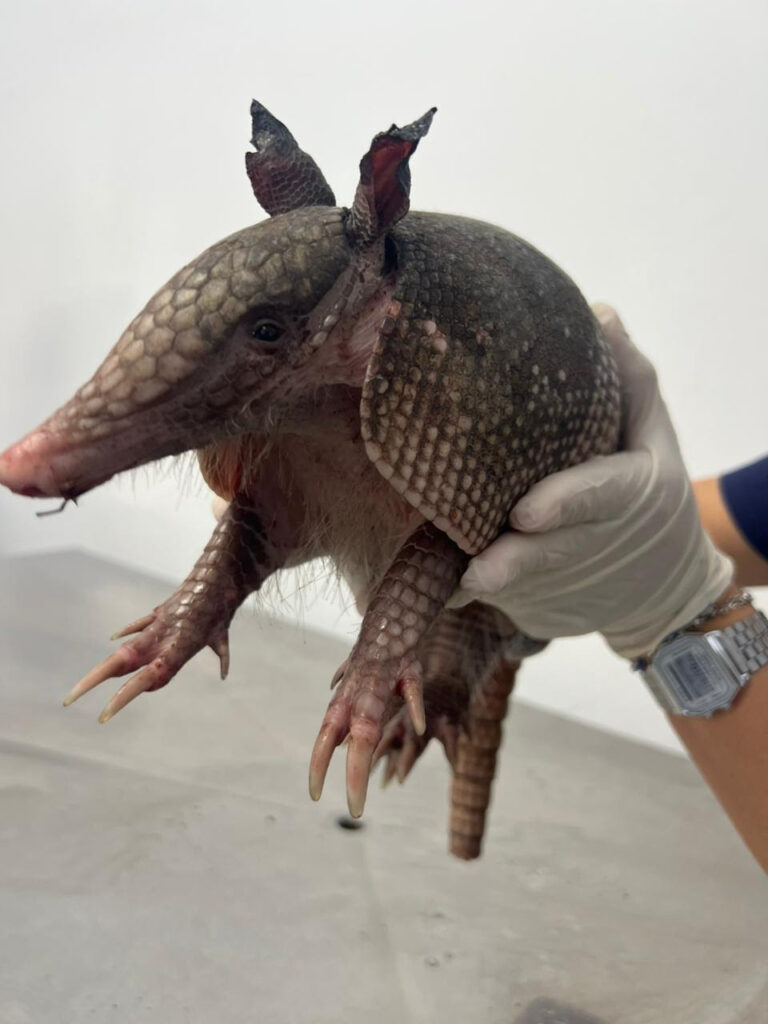 ASAS recebe 122 animais silvestres em julho e reforça atuação na proteção da fauna em São Gonçalo ASAS recebe 122 animais silvestres em julho e reforça atuação na proteção da fauna em São Gonçalo